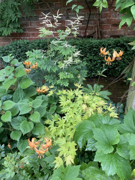 Walled Garden, Farquhar Street